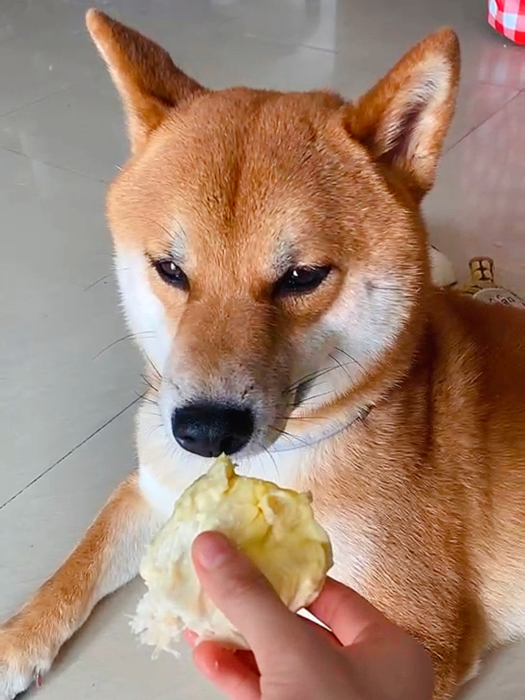 榴莲app手机版安卓无视风险安装下载app软件