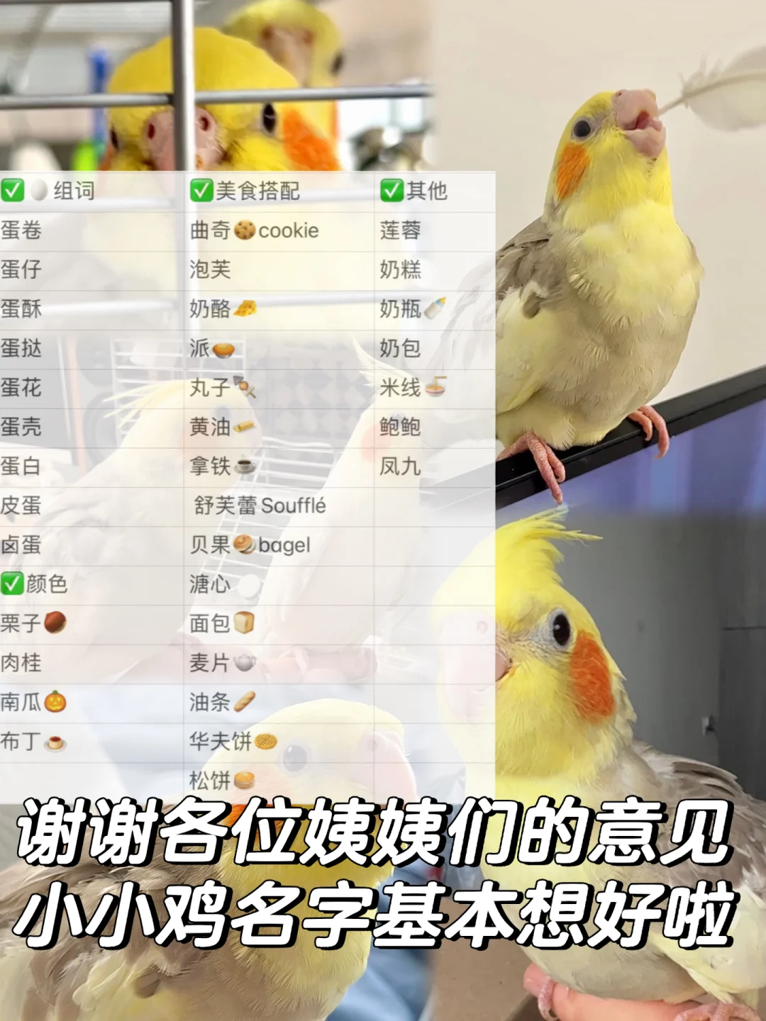 小鸡助手苹果版的简单介绍